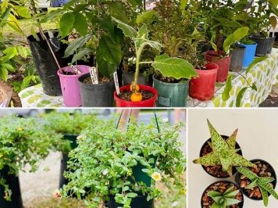 Plants, Flowers & Seedlings