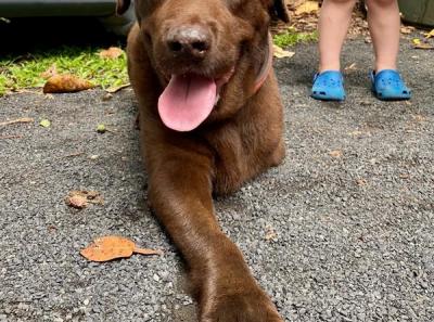 Dogs of Rotary Markets